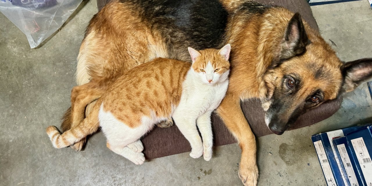 Sarmanla Alman kurdunun aşkı! Birbirlerinden bir saniye ayrı kalamıyorlar