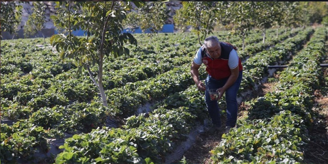 Hasadı 12 ay hiç bitmiyor. Yıllık gelir 600 milyon liraya kadar çıkıyor