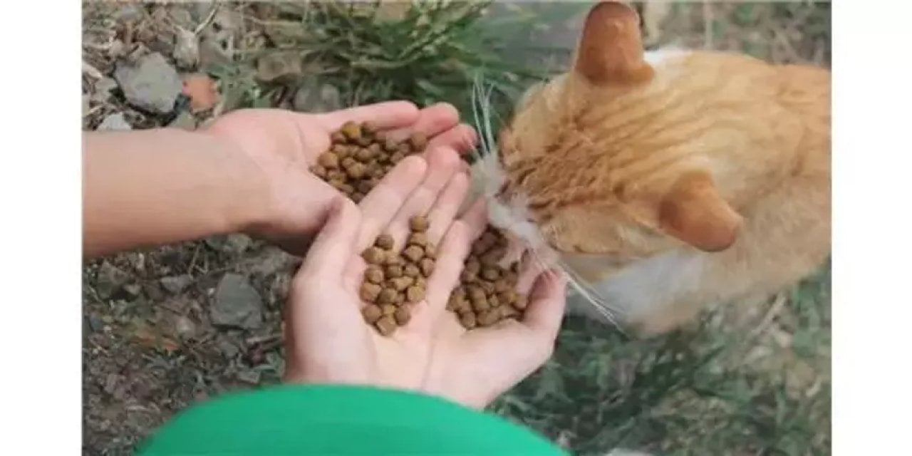 Çocuklardan sokak hayvanları için farkındalık videosu: Sevgi gösterelim, şiddet durdurulsun