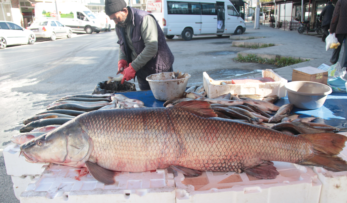 Karasu Nehri'nde 55 kiloluk turna balığı yakalandı