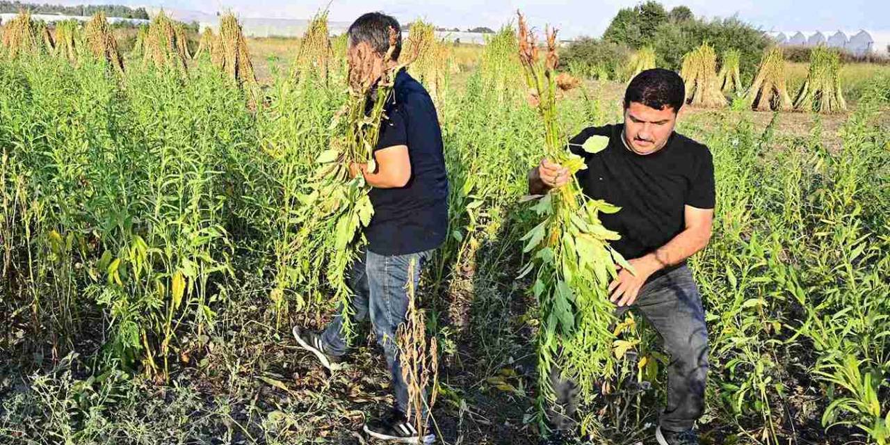 Osmanlı mutfağının gözdesiydi. Şimdi 5 yıldızlı otellere satılıyor