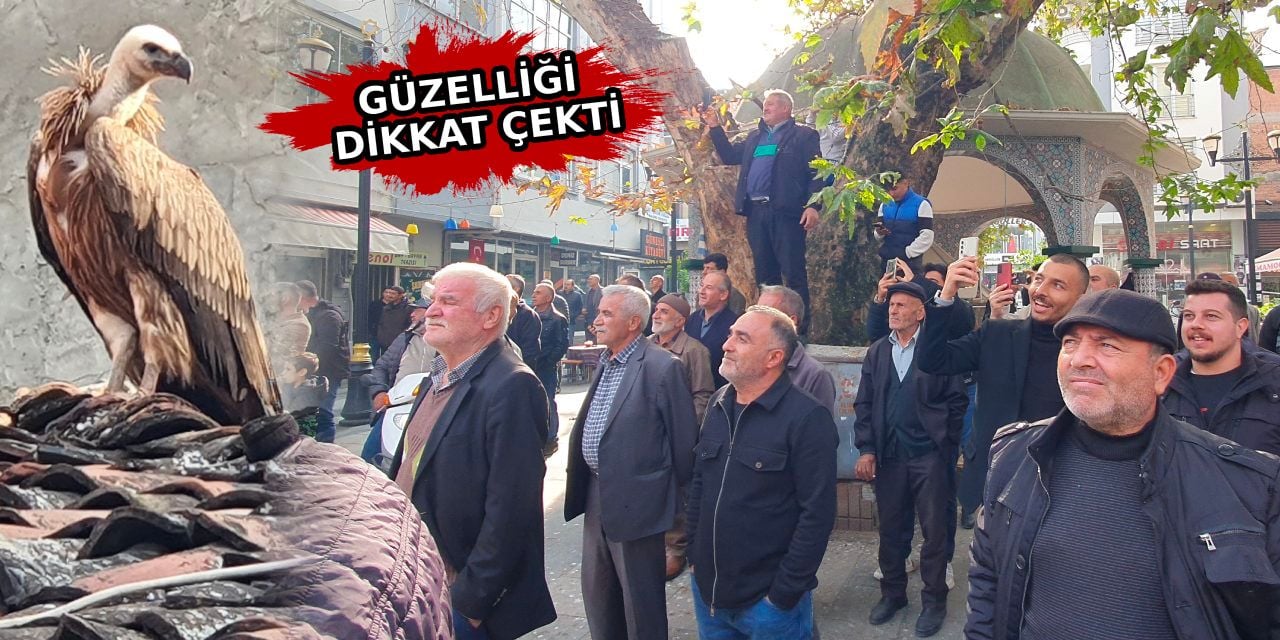 Tokatlılar bu akbabayı izlemek için sıraya girdi! Et atan da oldu