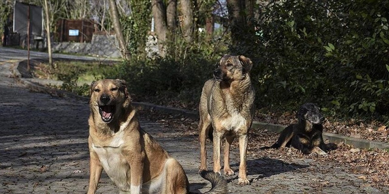 Yürüyüşe çıkan profesöre 9 köpek saldırdı