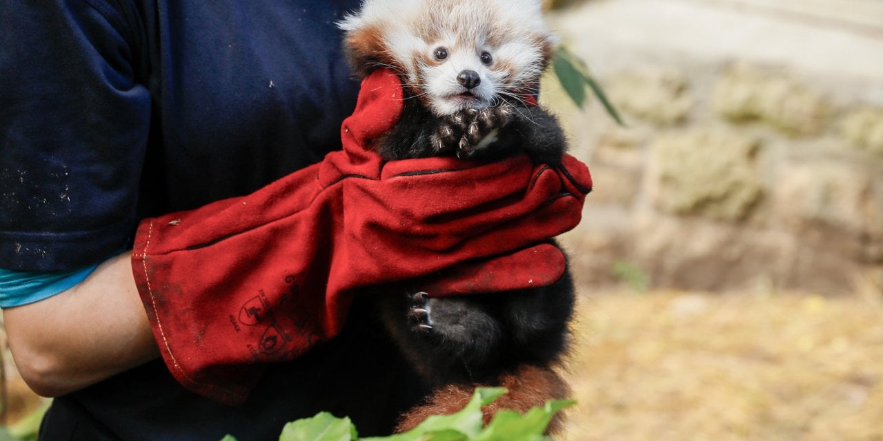 Korkudan ödü patlayan panda yavrusu hayatını kaybetti