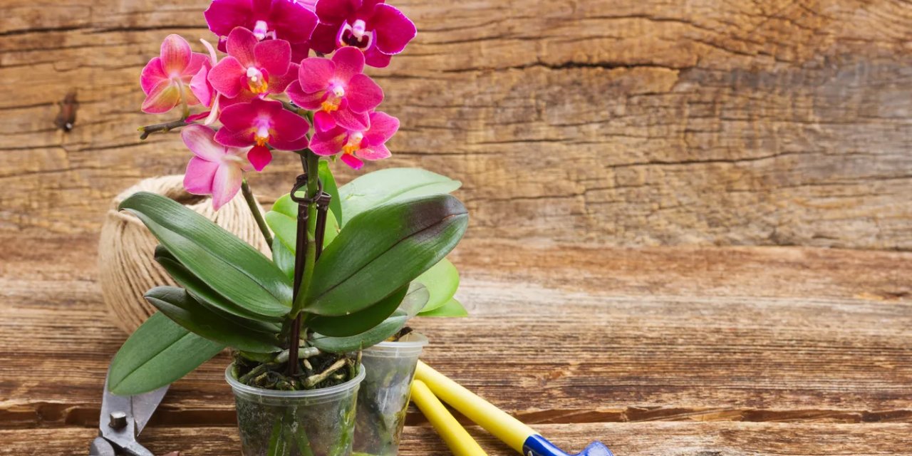 Orkide solduğunda  saplarını doğru yerden kesmelisiniz