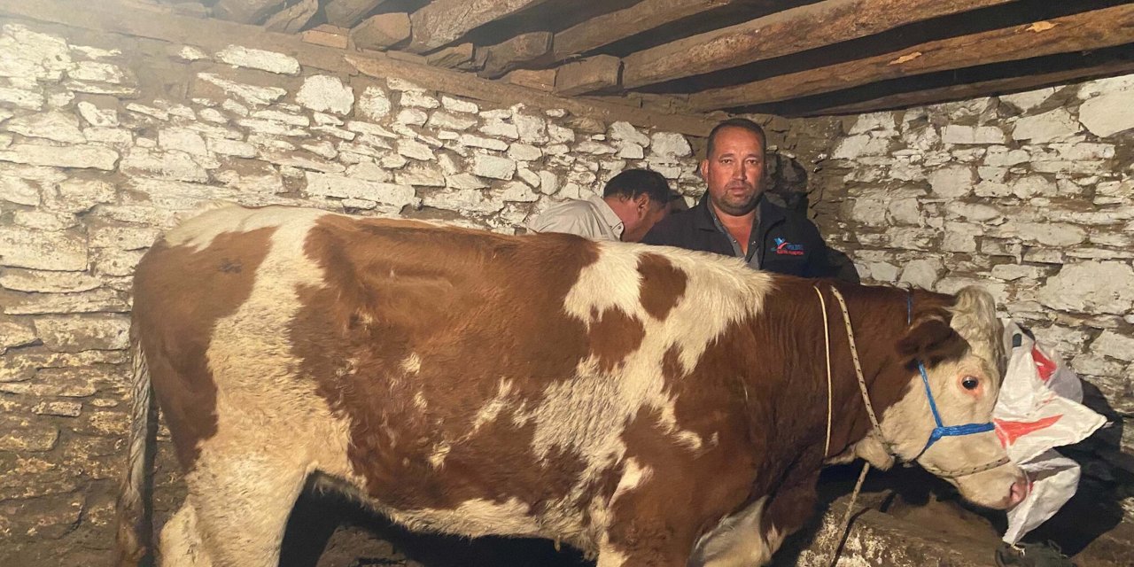 Manisa'da satıldığı çiftlikten kaçan inek, 42 gün sonra Denizli'de bulundu