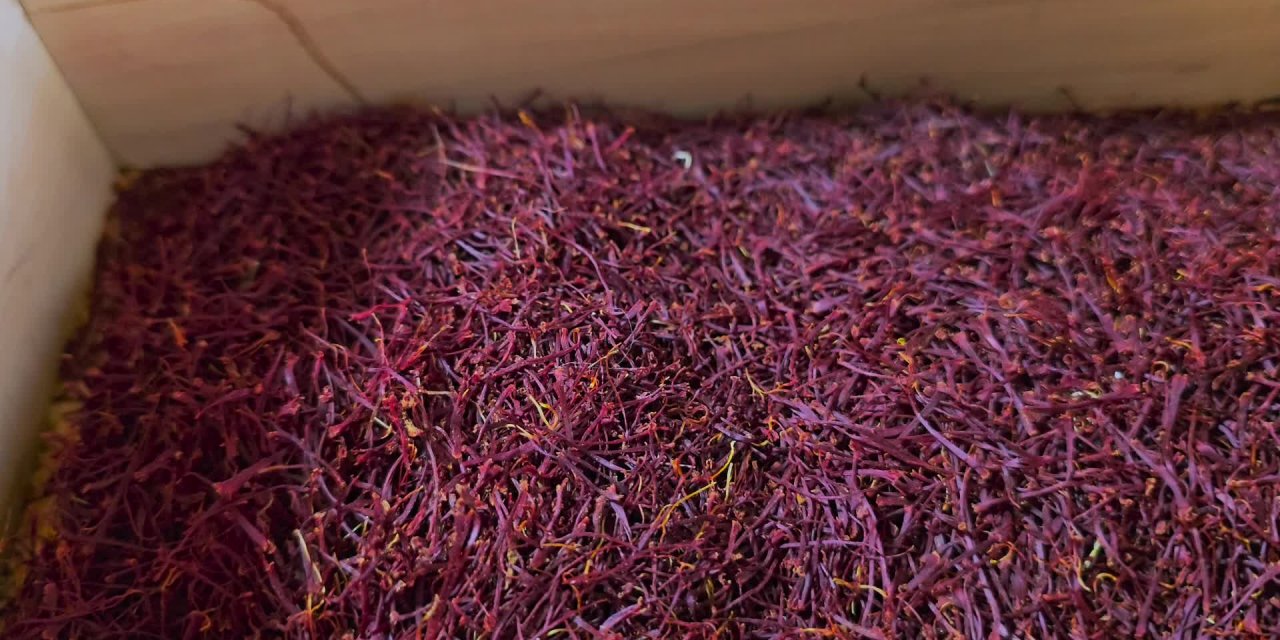 Safranbolu'da safran hasadı sona erdi. Kilosu 450 bin TL'den satılacak