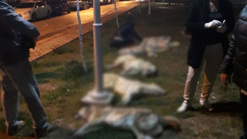 Ankara'da köpek katliamı! İrfan Değirmenci olay yerinden bildiriyor