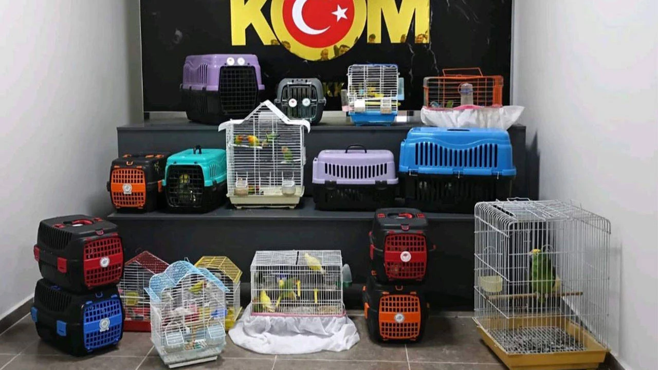 Çanakkale'de kaçak yollarla sokulan 63 hayvana el konuldu