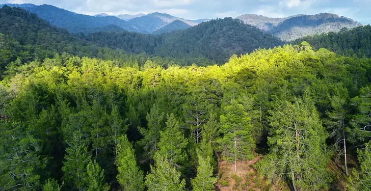 Kastamonu ormanlarında hasat edilip Avrupa’ya ihraç ediliyor. 100 bin TL değerinde