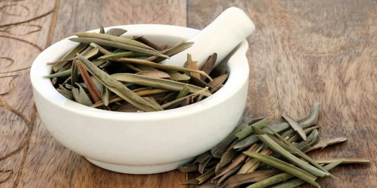 Tanrıların ağacının şifa sırrı