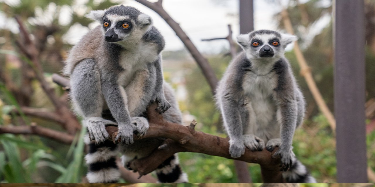 Süreyya’nın Bebeği