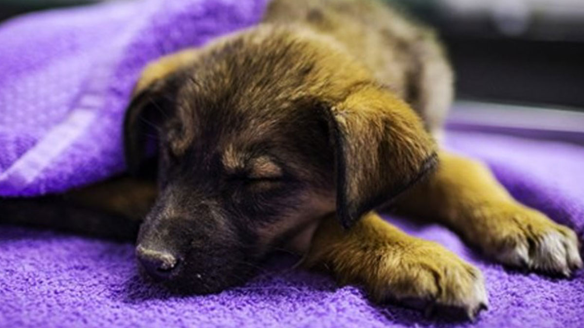 Ankara'da zehirlenen 7 köpekten iyi haber