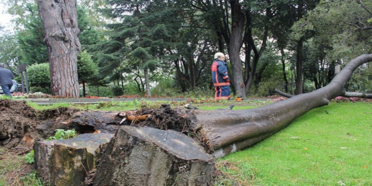 Fırtınada ağacın devrilmesi sonucu 1 kişi yaralandı