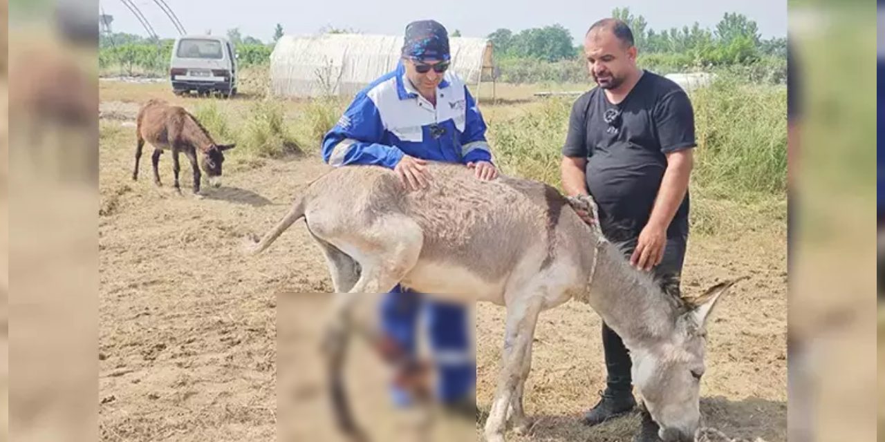 Yaralı eşek için 700 kilometre yol yaptı