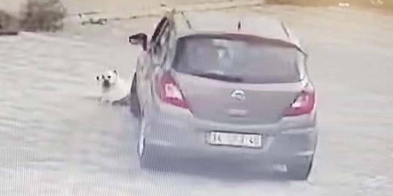 Bodrum'da yatan köpeği ezen sürücü yakalandı