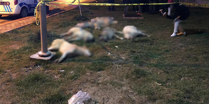 Ankara'daki köpek zehirleme olayında tüm şüpheliler serbest bırakıldı