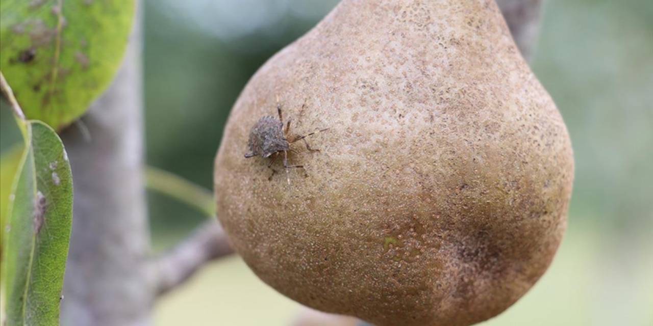 TZOB Başkanı Bayraktar kahverengi kokarcadan zarar gören üreticiler için önlem talep etti