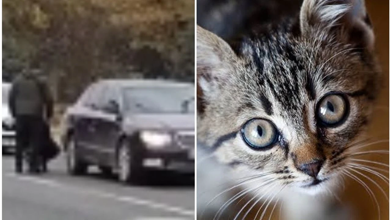 Otomobilin altına kaçan kedi yavruları kurtarıldı