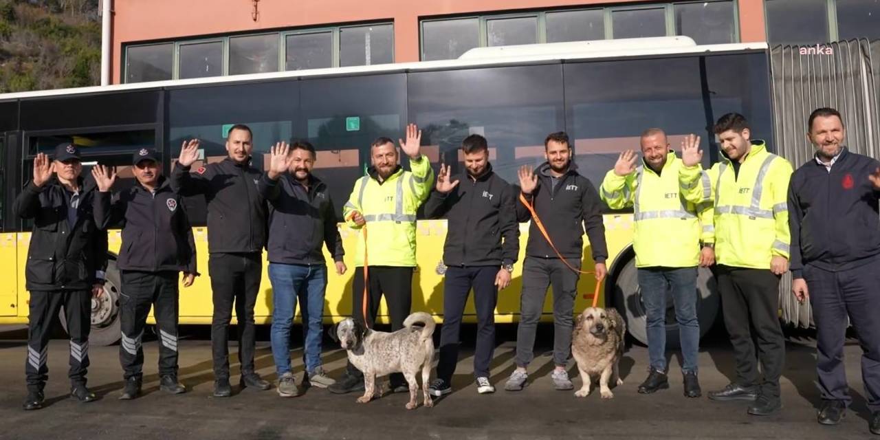 İETT’nin “patili dostlar” ailesi büyüyor