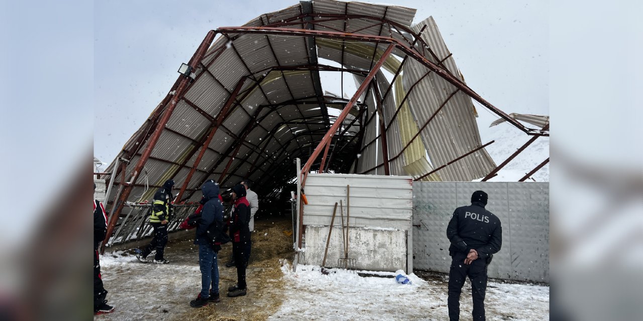 Kar nedeni ile ahır çöktü. 30 hayvan göçük altında kaldı