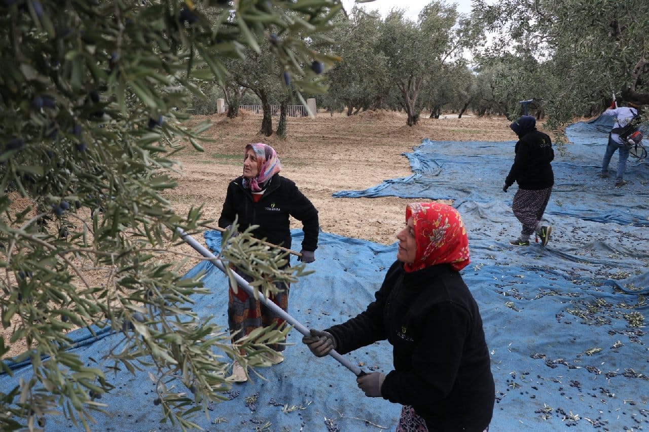 Hasadın bitmesine bir ay kaldı: Günde 105 ton ürün sıkıldı
