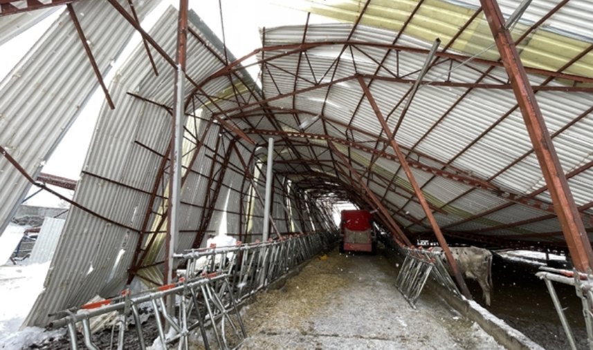 Çatısı çöken ahırda 30 büyükbaş hayvan telef oldu