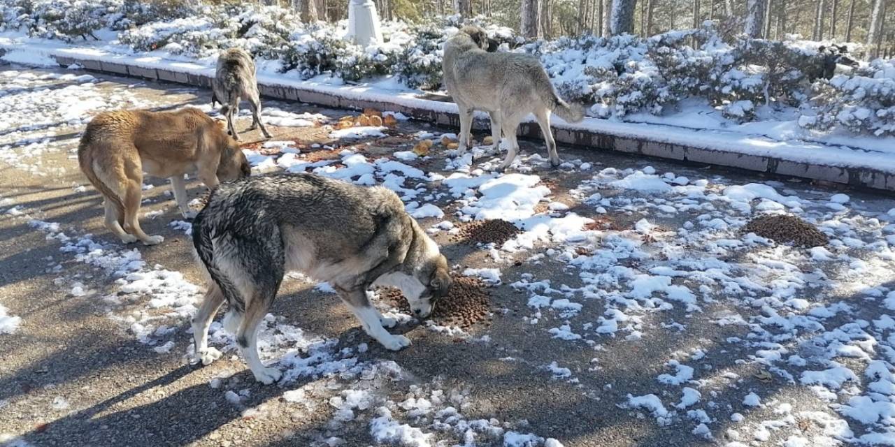 Kahramankazan Belediyesi soğuk havada sokak hayvanlarını unutmadı