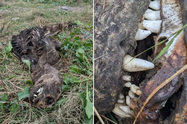 Plajda köpek dişleri ve yüzgeçleri olan bir yaratık kıyıya vurdu