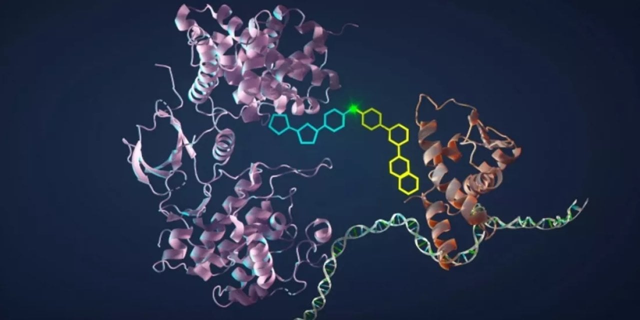 Stanford araştırmacıları kanser hücrelerini öldürmeye zorlayan molekül geliştirdiler