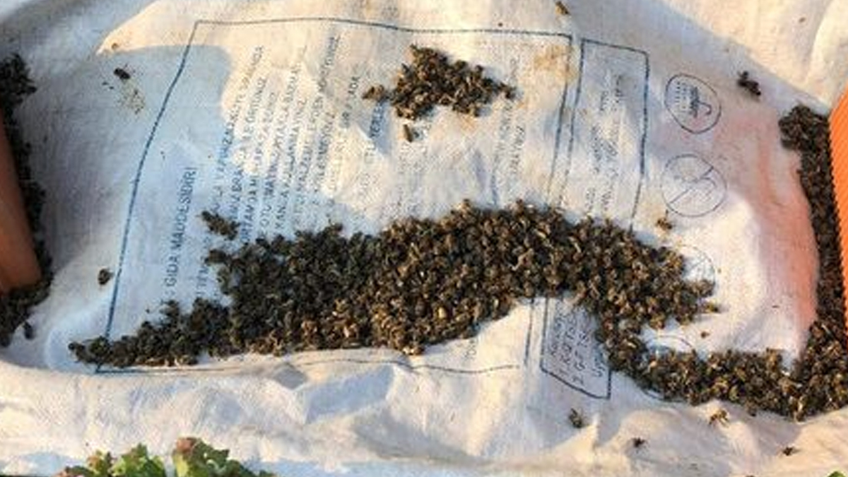 Bir ilçe tedirgin! Ölümler artıyor