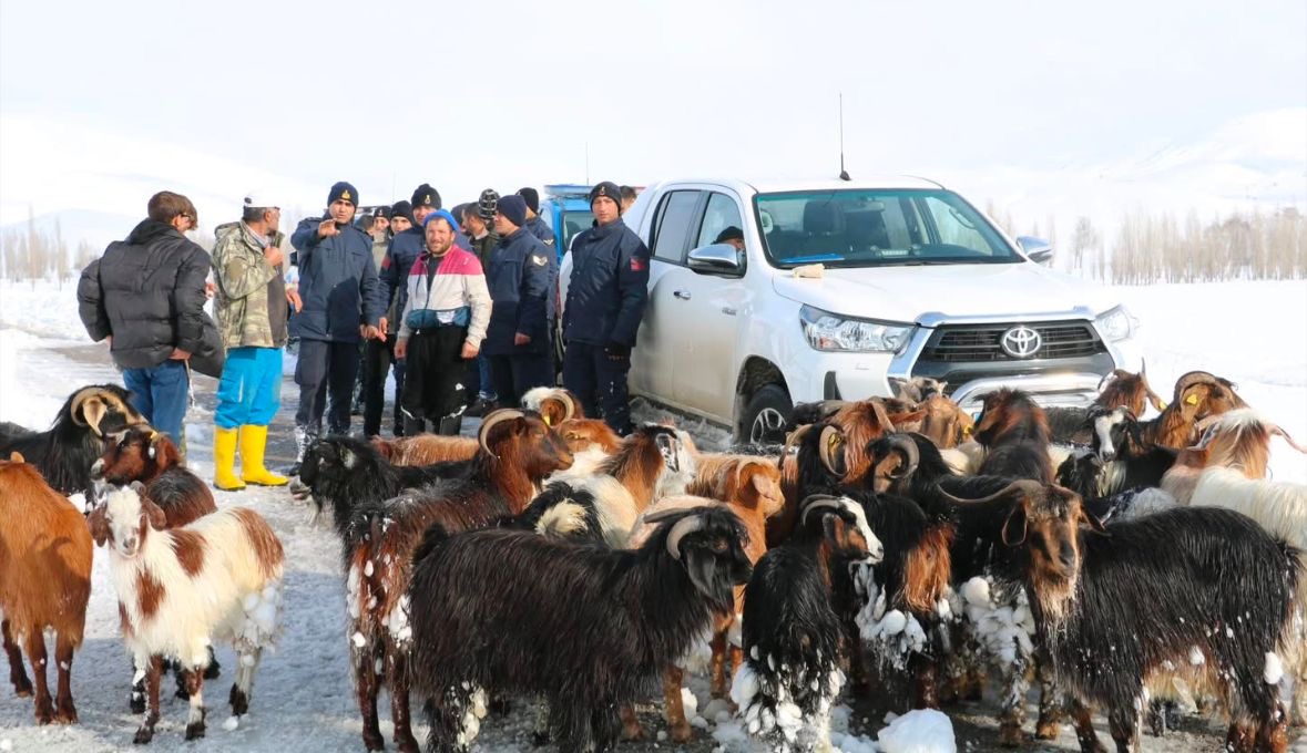 Karda kaybolan küçükbaşlar dronla bulundu