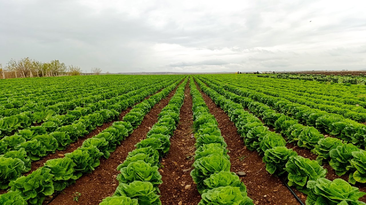 Tütünün yerine ektiler. 2 milyon lira gelir bekleniyor