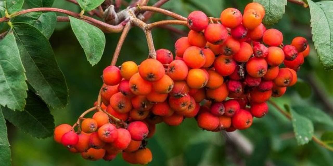 Sağlığa sayısız faydası var ama çoğu kimse ismini dahi bilmiyor. Türkiye'nin sadece 2 şehrinde yetişiyor