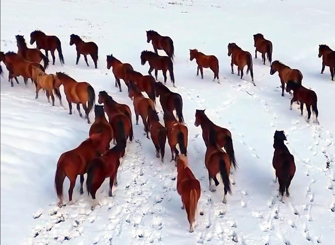 Bolu'da karlı havada yılkı atları görüntülendi