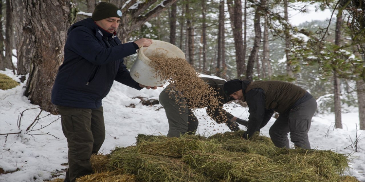 Yılkı atlarına karla kaplı arazilerde yem bırakıldı
