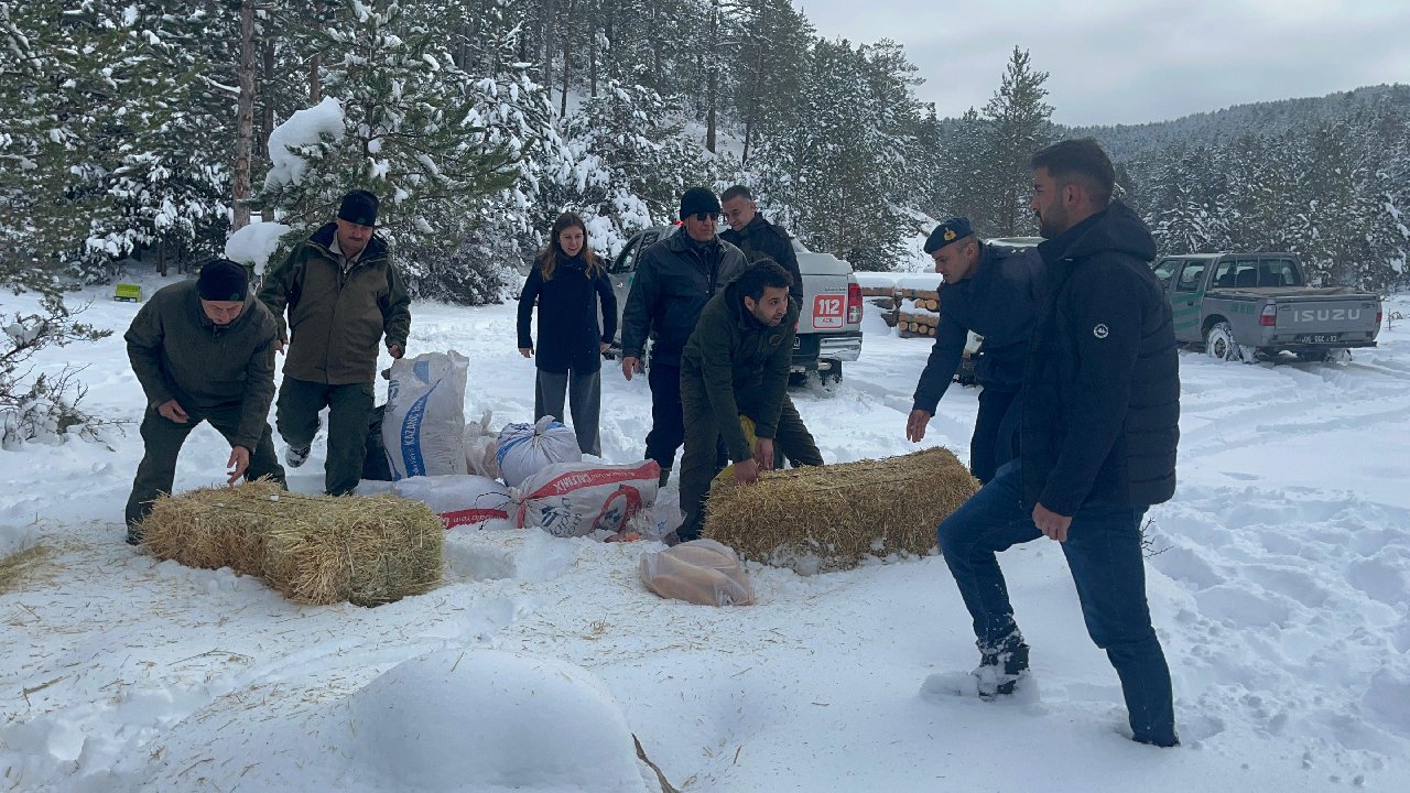 Karlı araziye yabani hayvanlar için bırakıldı