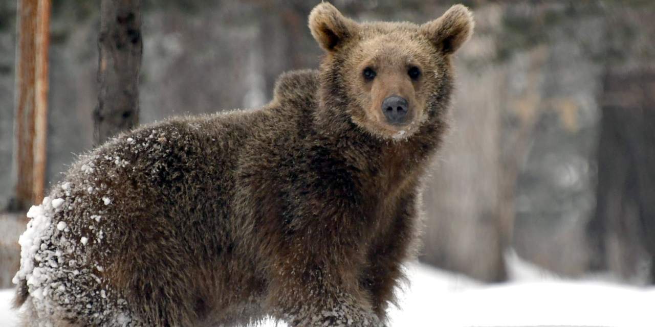 Karadeniz'den dönen bozayılar apar topar uykuya yattı