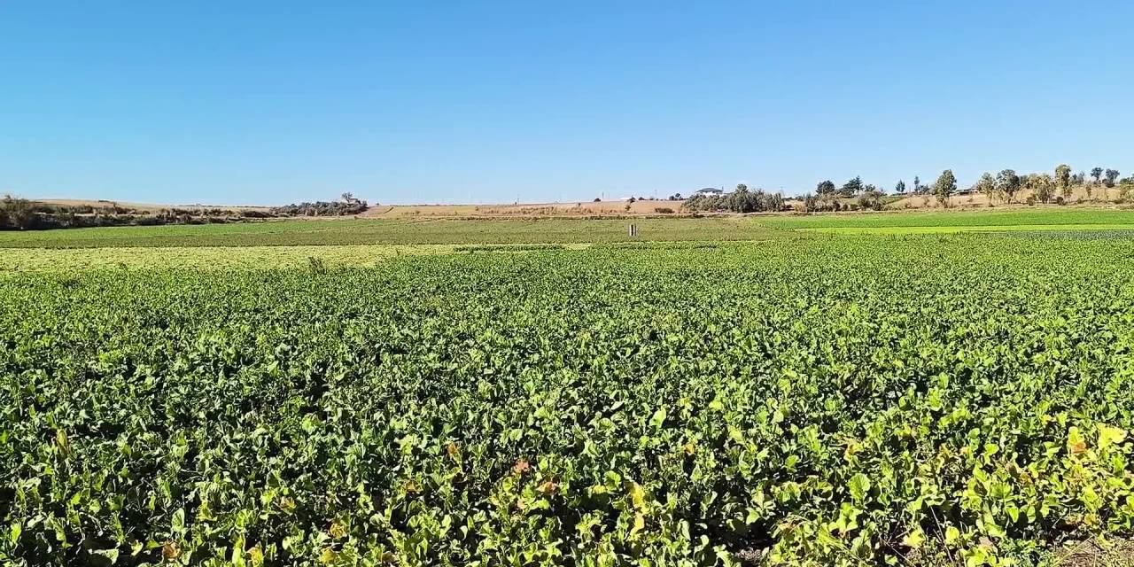 Osmaniye'de turp ve ıspanak hasadı başladı. Çiftçi dert yandı