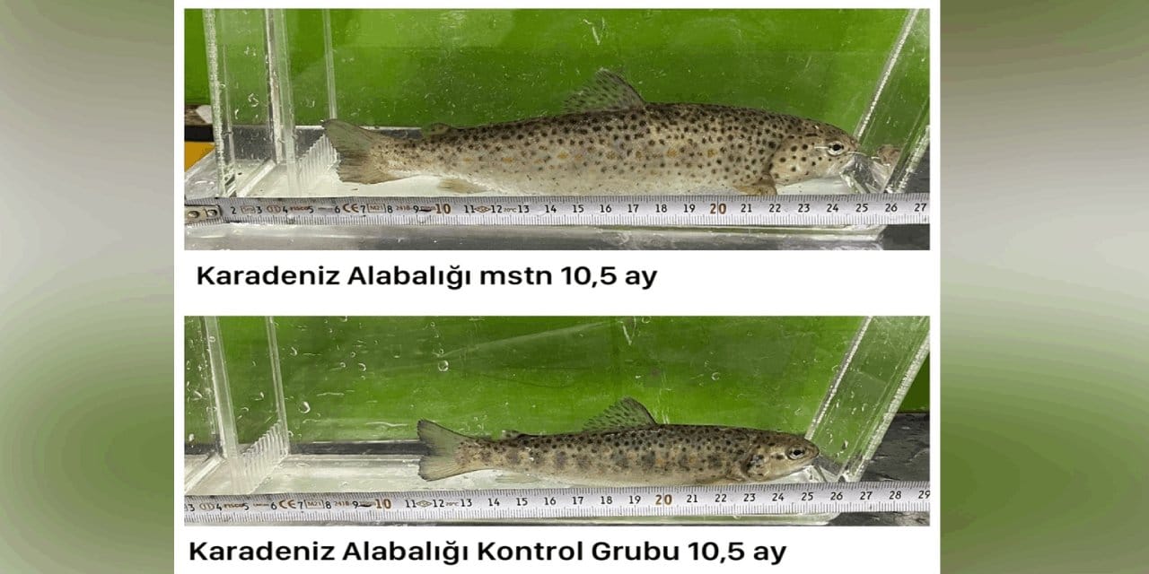 Laboratuvarda Karadeniz alabalığı ürettiler