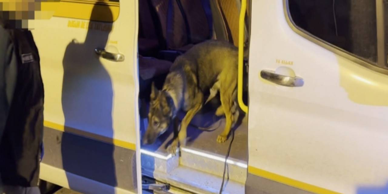 Minibüsteki uyuşturucuyu Mailo buldu