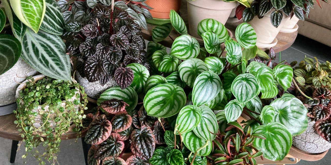 Evinizde bu çiçekler varsa virüslerden korkmayın