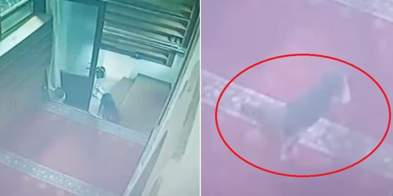 Hırsızı görünce şok geçirdi! Hiç kimse beklemiyordu