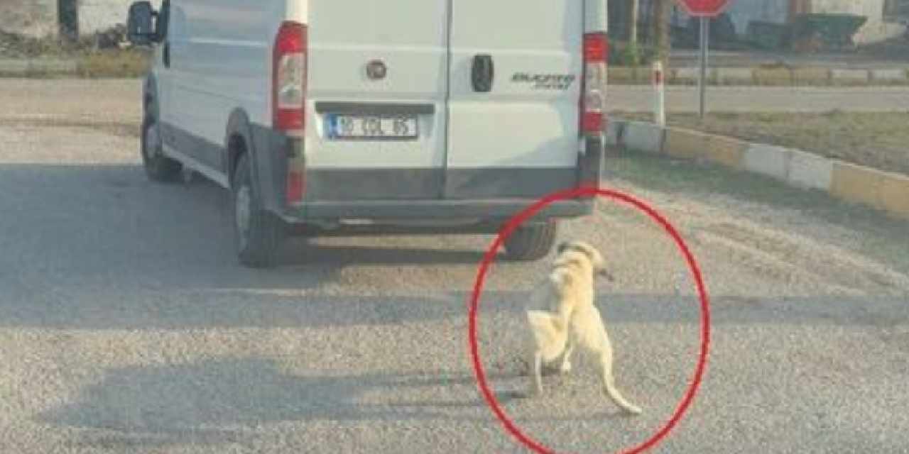 Köpeği minibüsün arkasına iple bağlayıp çekti