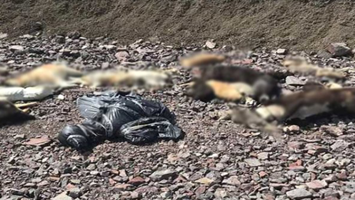 Ankara'da boş arazide onlarca köpeğin cesedi bulundu