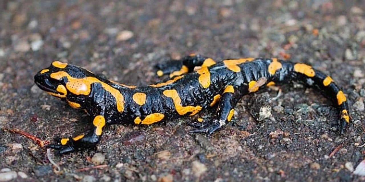 Nesli tükenmekte olan 'Türk semenderi' Gaziantep'te görüldü