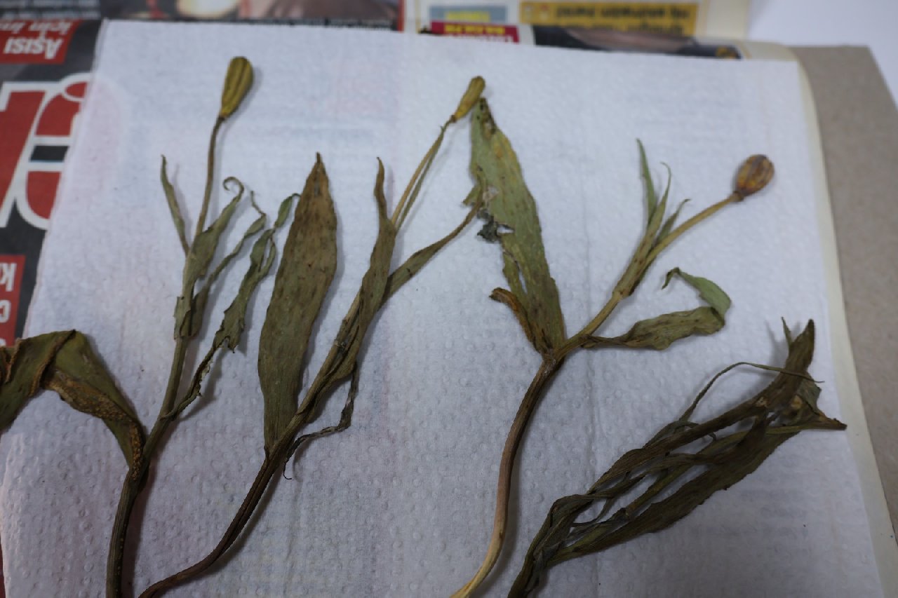 Nemrut Dağı'nda buldu. Karısının adını verdi