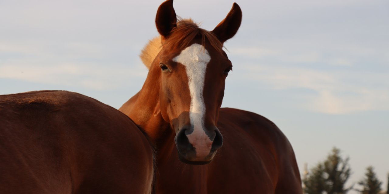 Safkan Arap yarış atları Şanlıurfa'da yetiştirilmeye devam ediyor