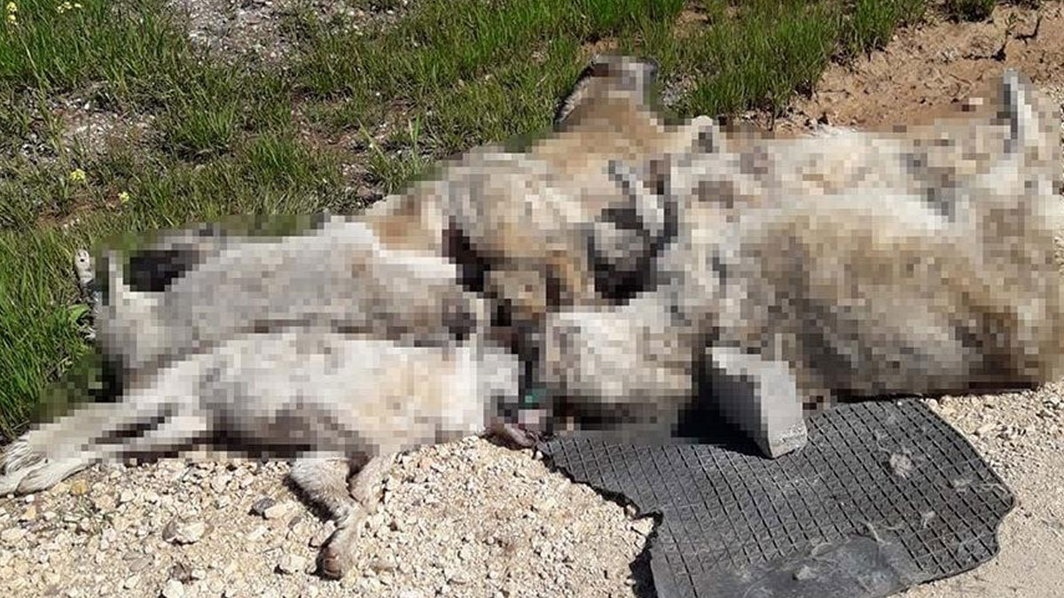 Bir katliam da Diyarbakır'da! 13 köpek ölü bulundu