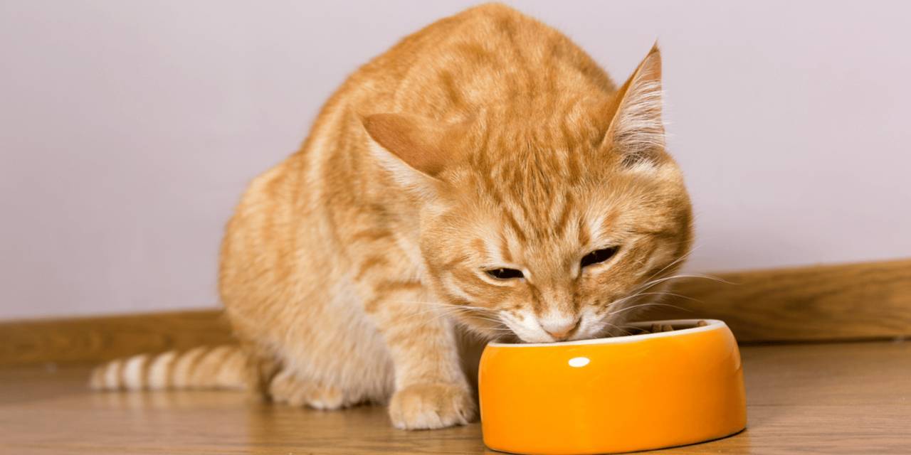 Sakın yedirmeyin! Bu yiyecekler kedileri zehirliyor